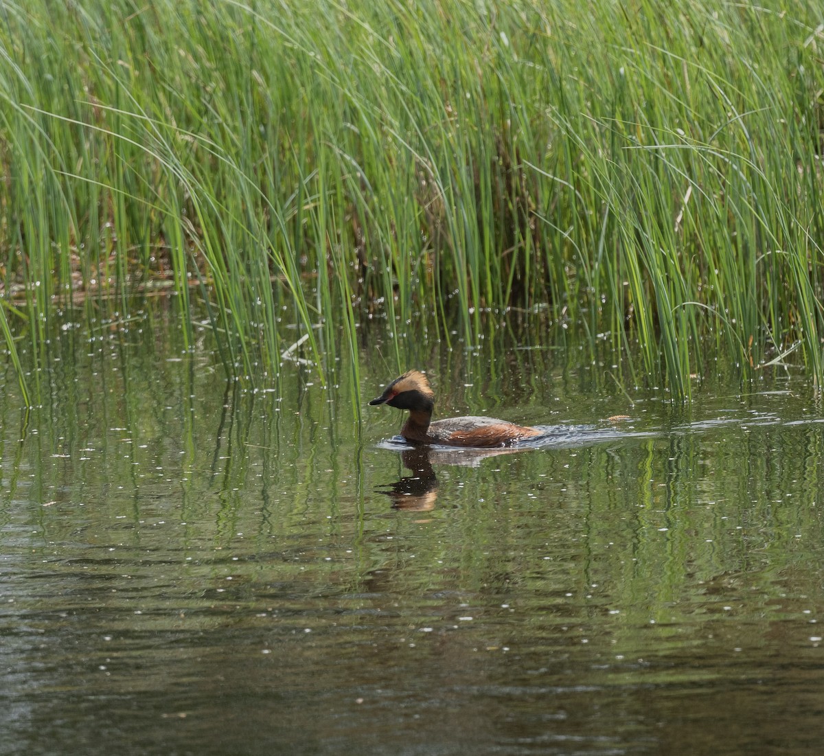 Horned Grebe - ML642421442