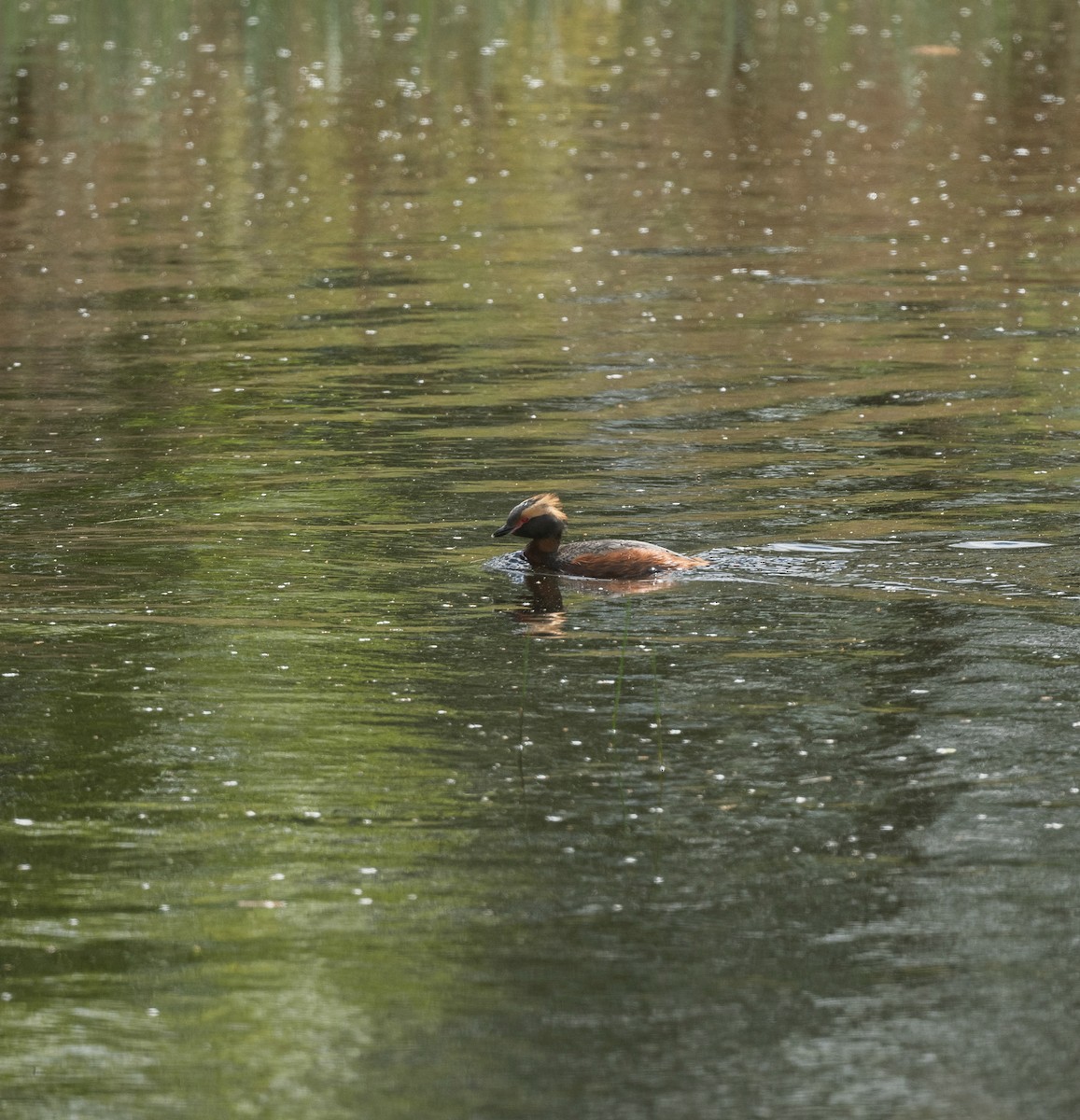 Horned Grebe - ML642421444