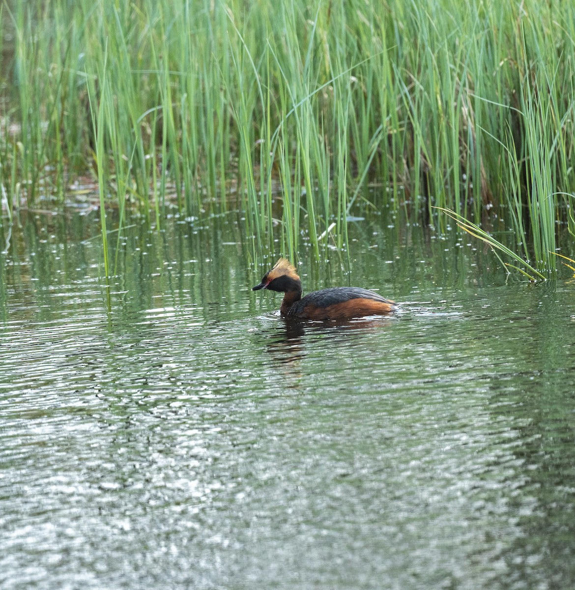 Horned Grebe - ML642421445