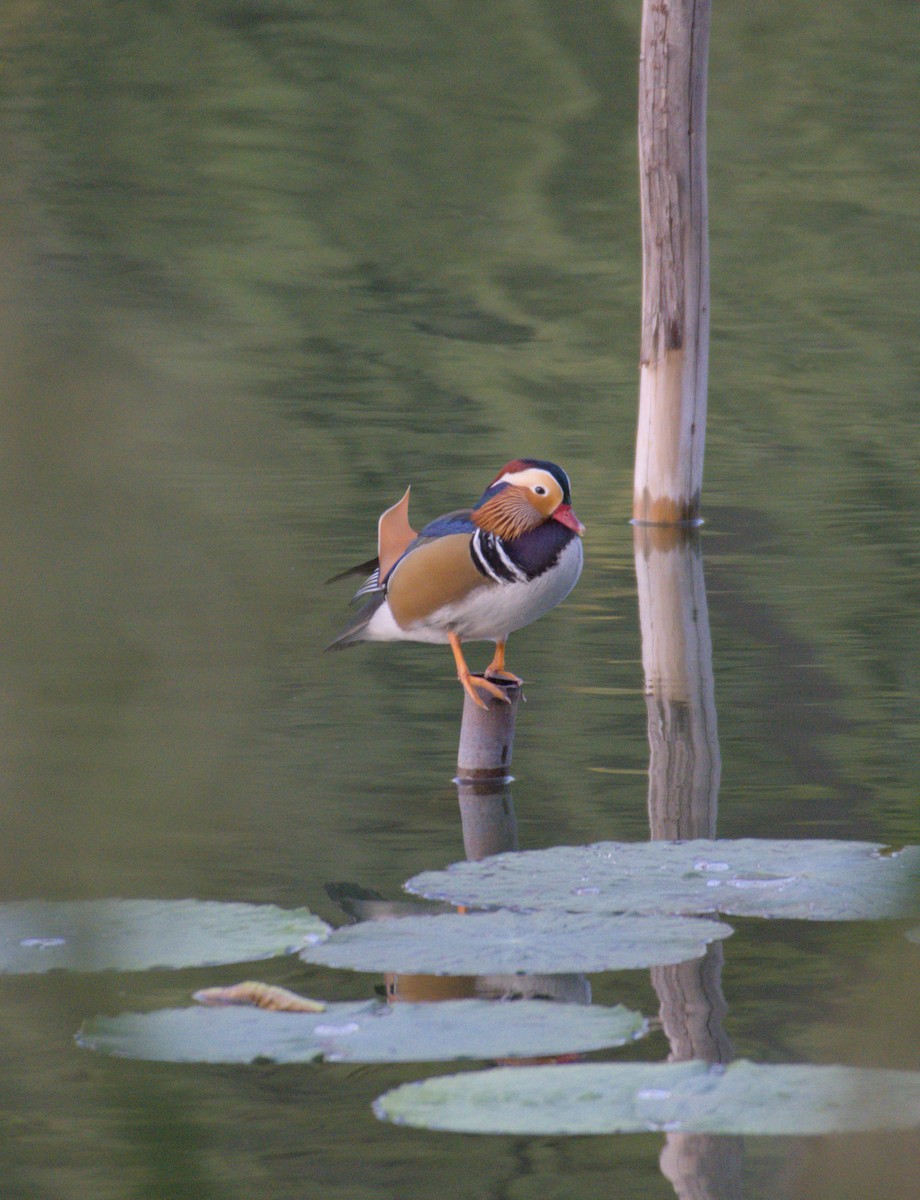 Mandarin Duck - ML642421448
