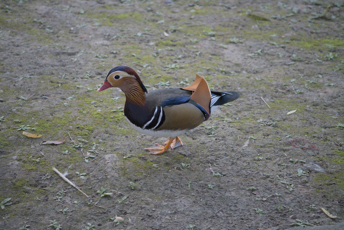 Mandarin Duck - ML642421449