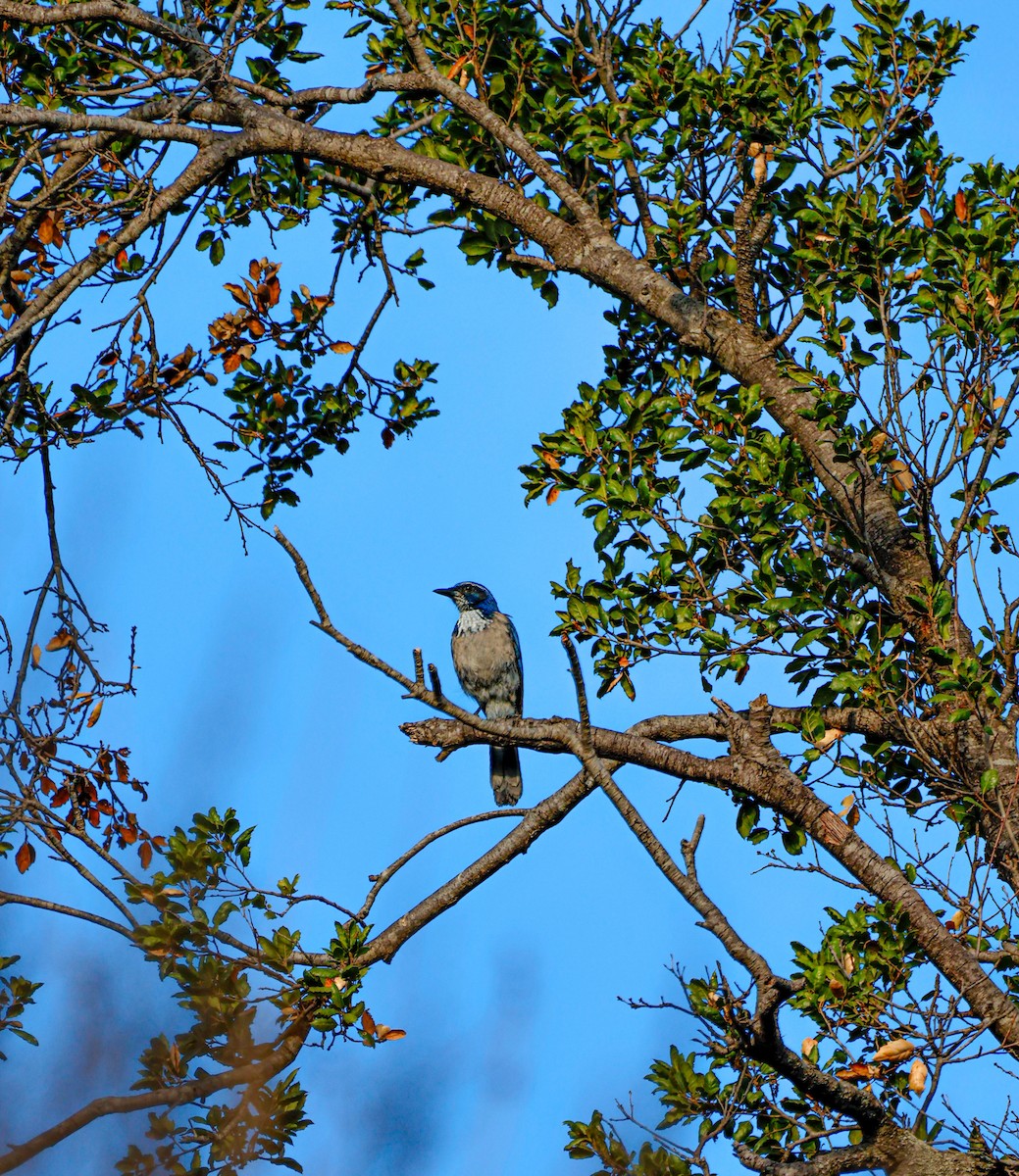 California Scrub-Jay - ML642421450