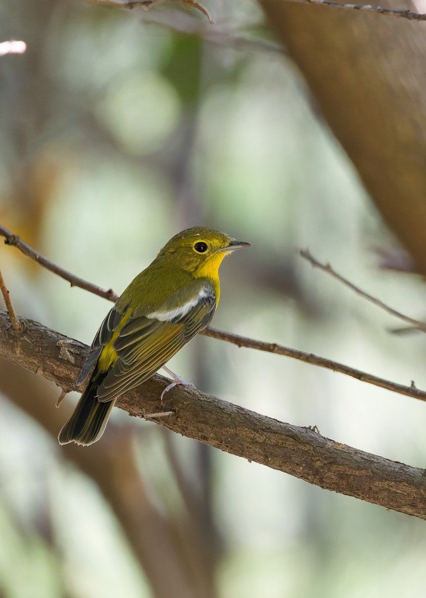 Green-backed Flycatcher - ML642421456