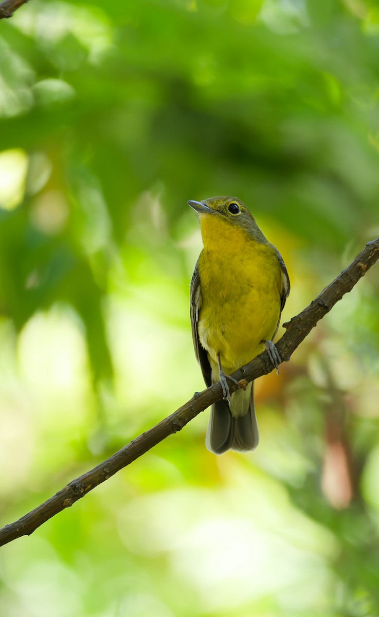 Green-backed Flycatcher - ML642421457