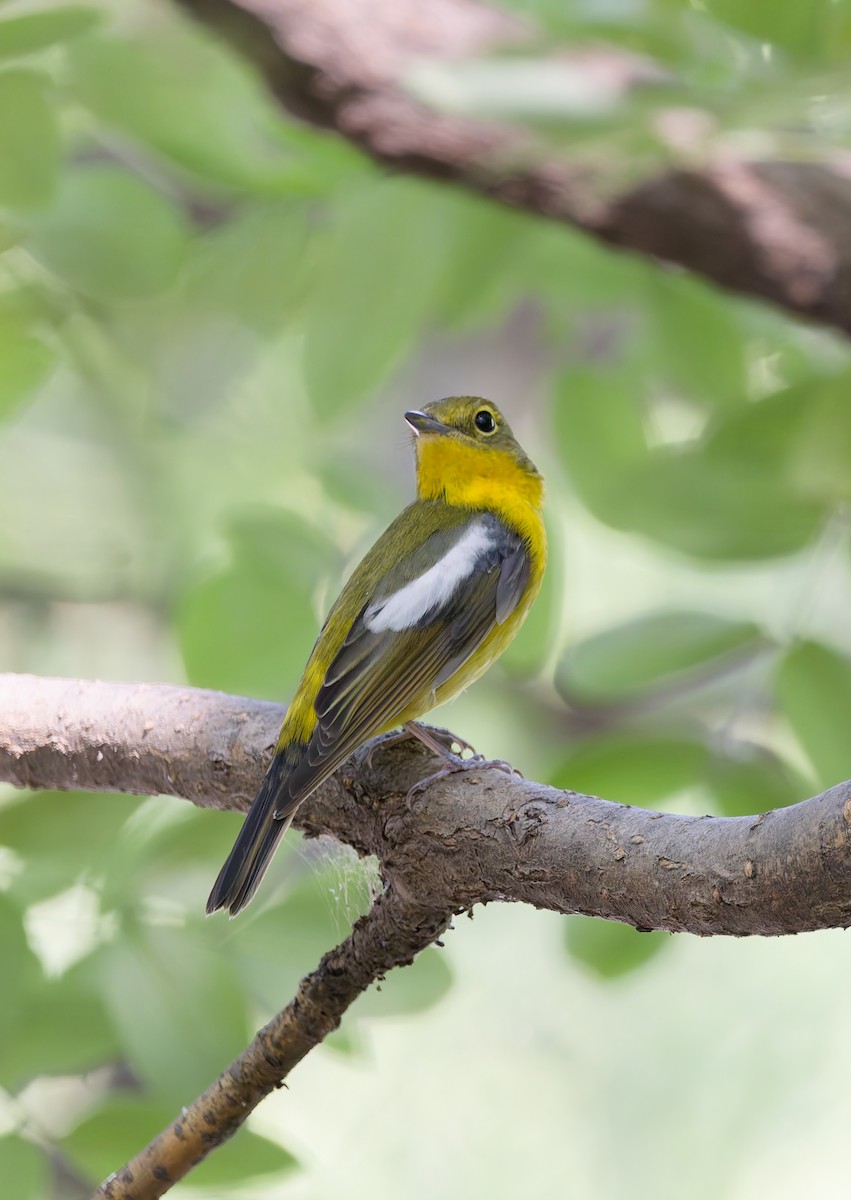 Green-backed Flycatcher - ML642421458