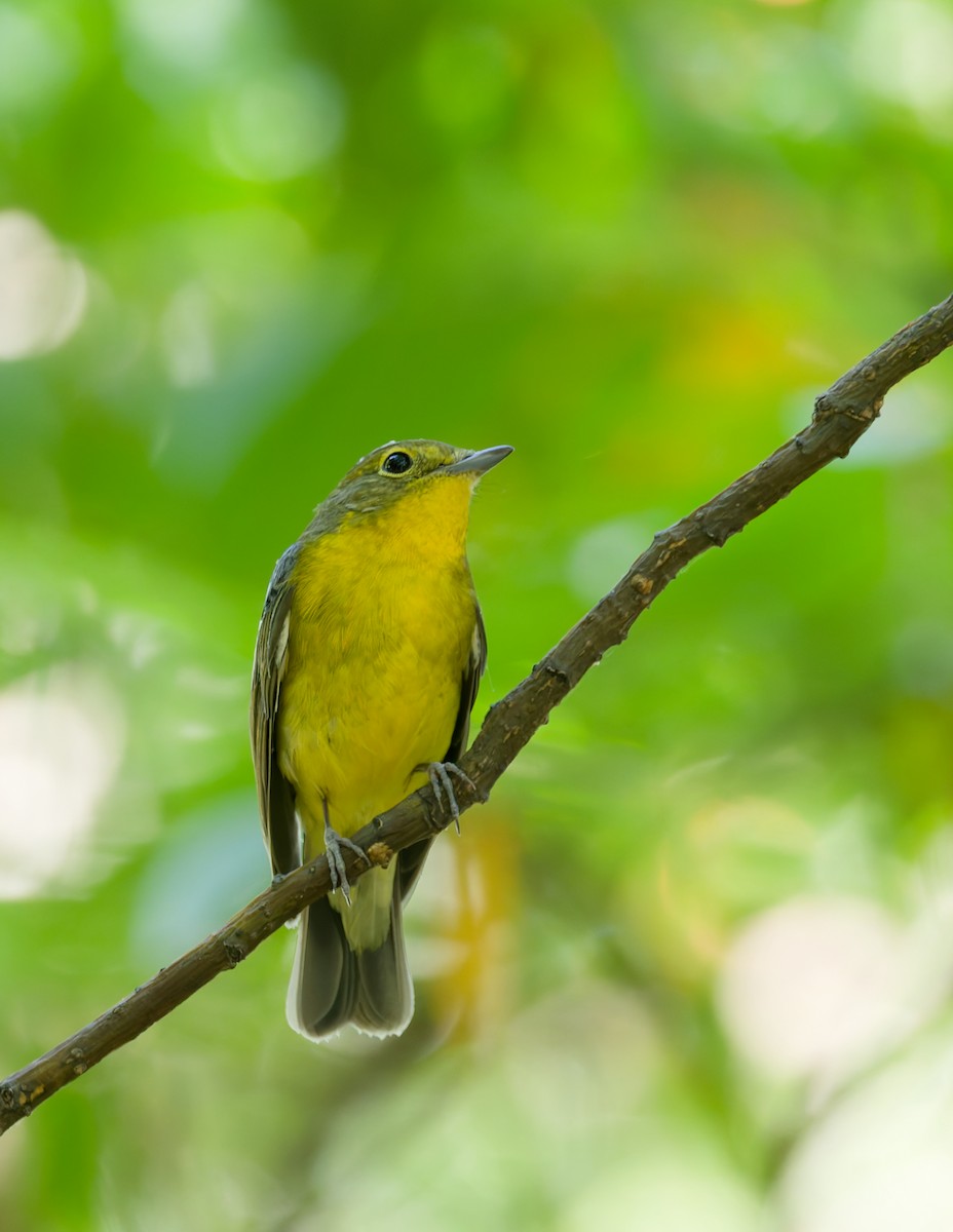 Green-backed Flycatcher - ML642421459