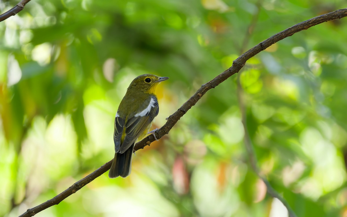 Green-backed Flycatcher - ML642421460