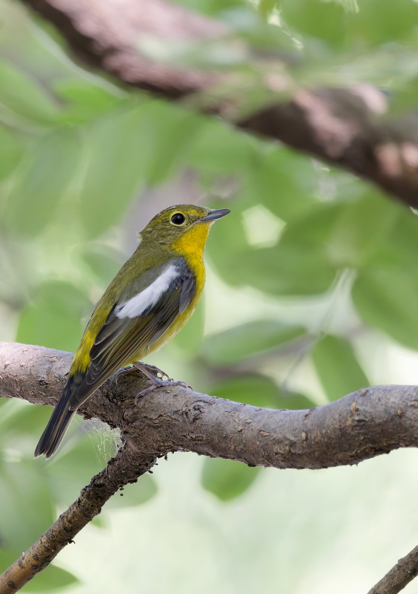 Green-backed Flycatcher - ML642421461