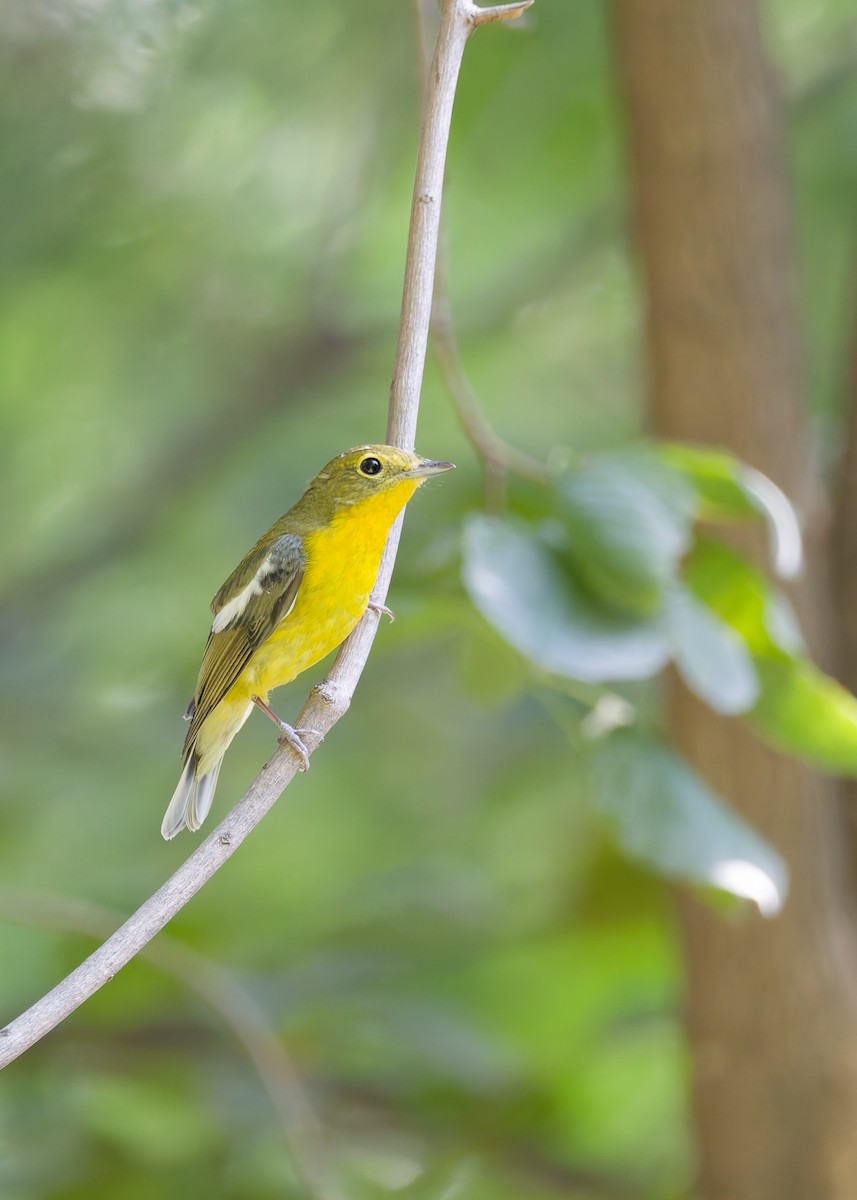 Green-backed Flycatcher - ML642421462
