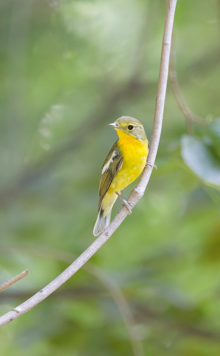 Green-backed Flycatcher - ML642421463