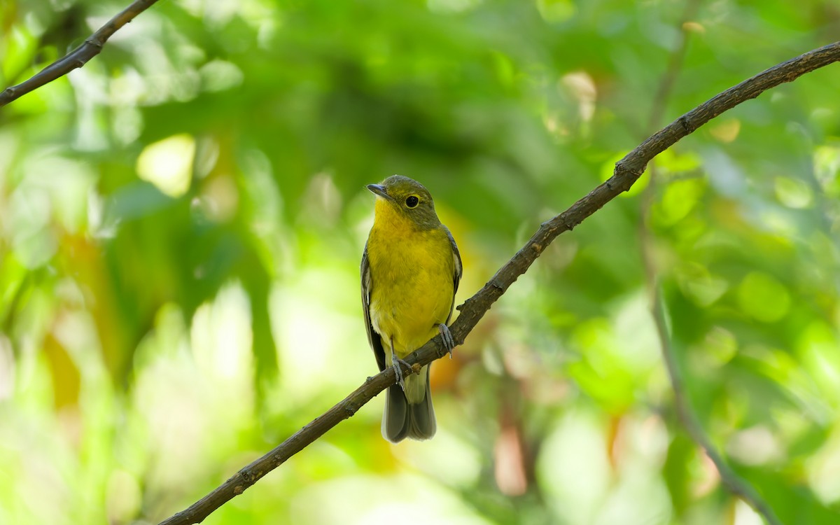 Green-backed Flycatcher - ML642421464
