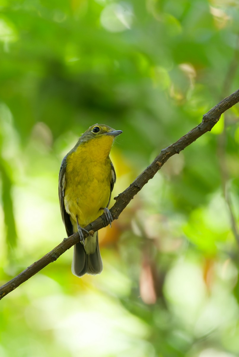 Green-backed Flycatcher - ML642421465