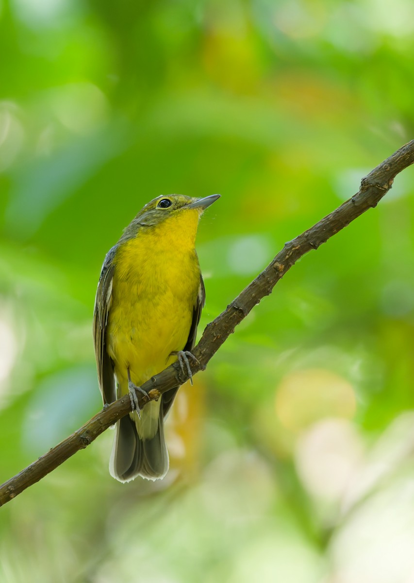 Green-backed Flycatcher - ML642421466
