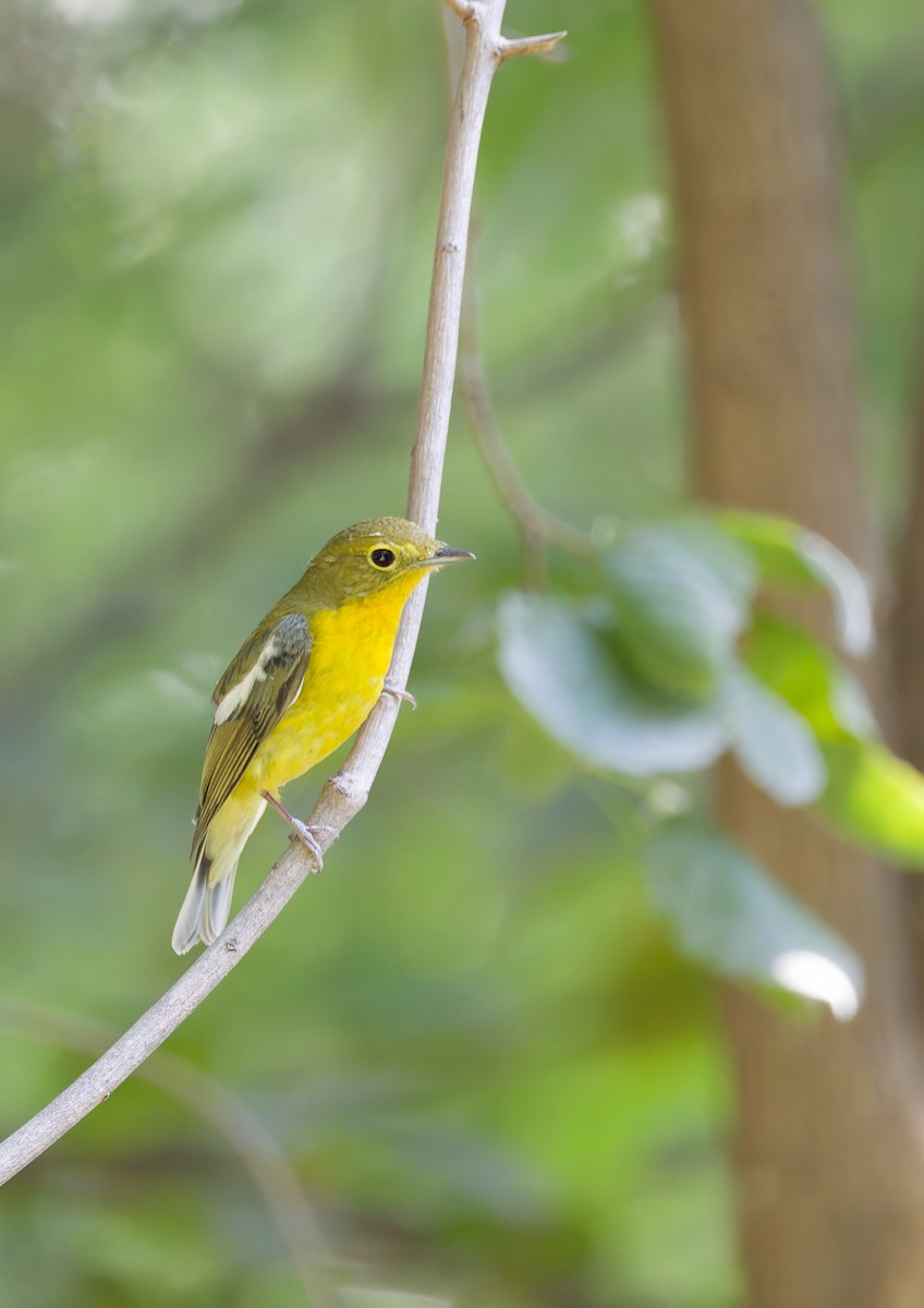 Green-backed Flycatcher - ML642421467