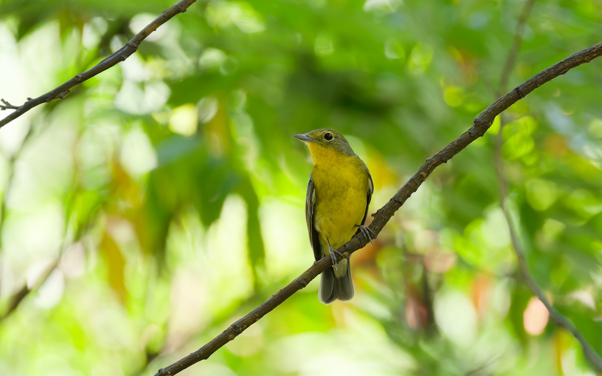 Green-backed Flycatcher - ML642421468
