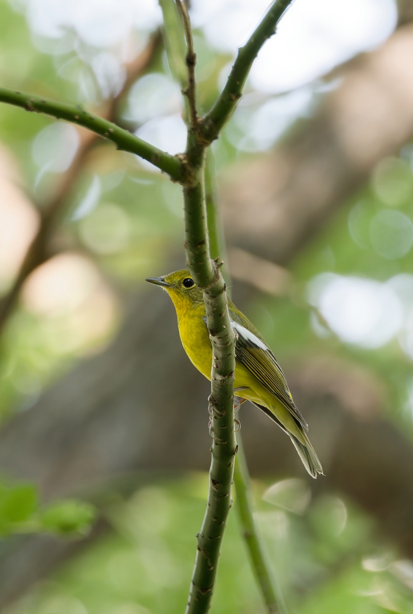 Green-backed Flycatcher - ML642421469