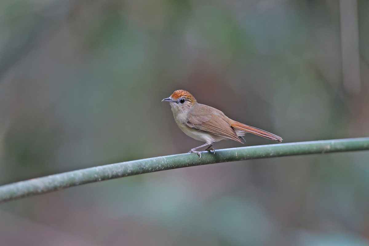 Scaly-crowned Babbler - ML642421474