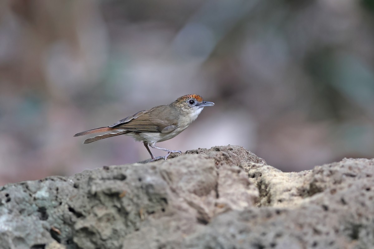 Scaly-crowned Babbler - ML642421475