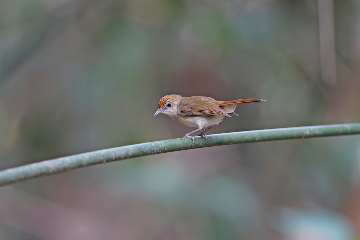 Scaly-crowned Babbler - ML642421476