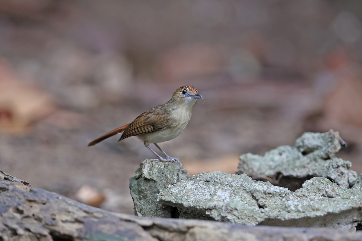 Scaly-crowned Babbler - ML642421477