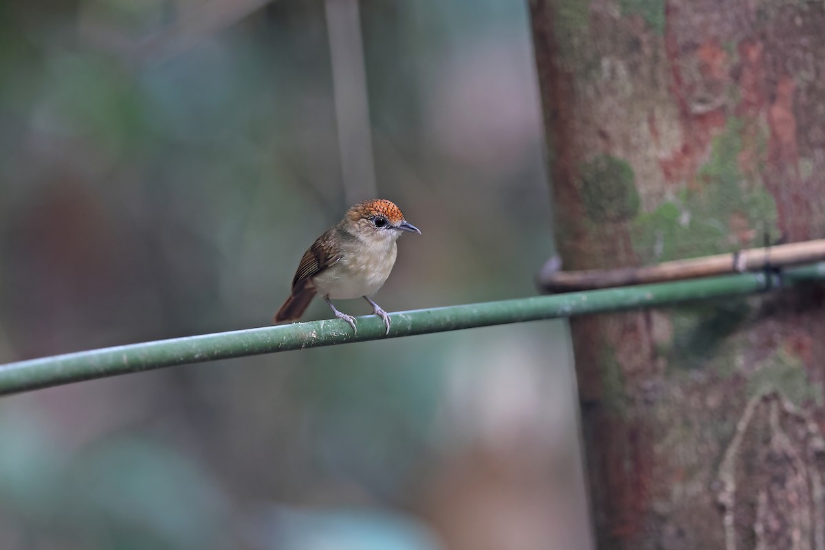 Scaly-crowned Babbler - ML642421478