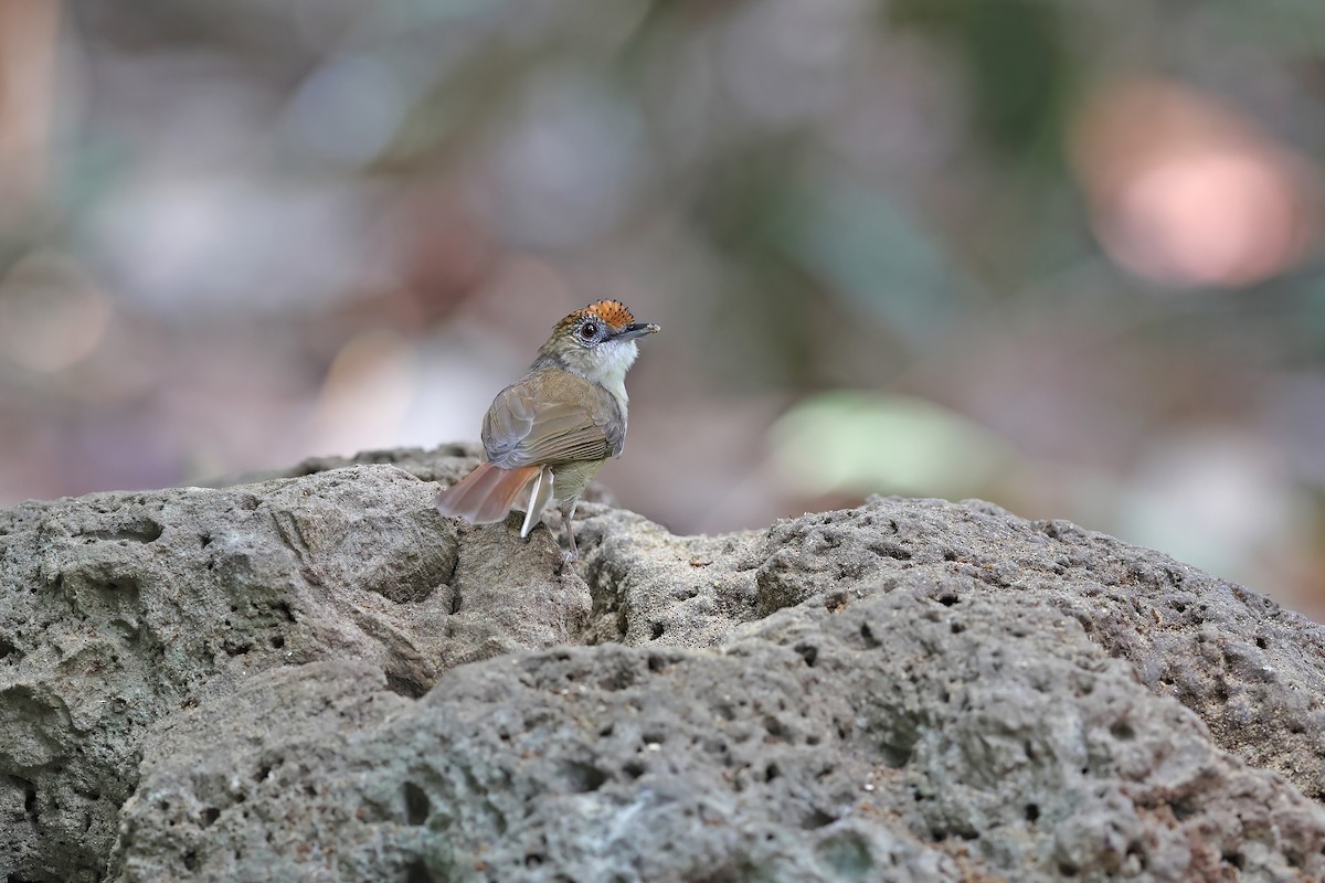 Scaly-crowned Babbler - ML642421479