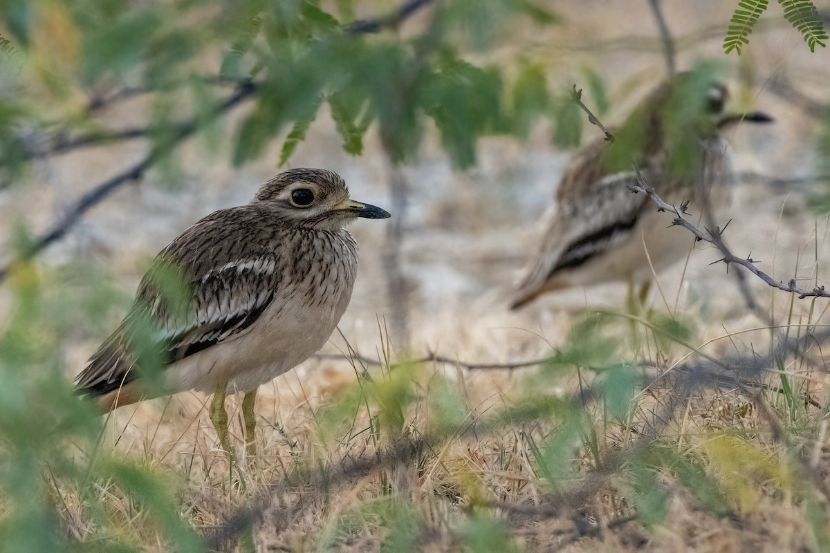 Indian Thick-knee - ML642421505