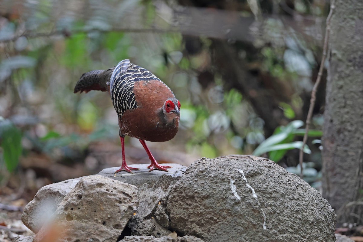 Siamese Fireback - ML642421507