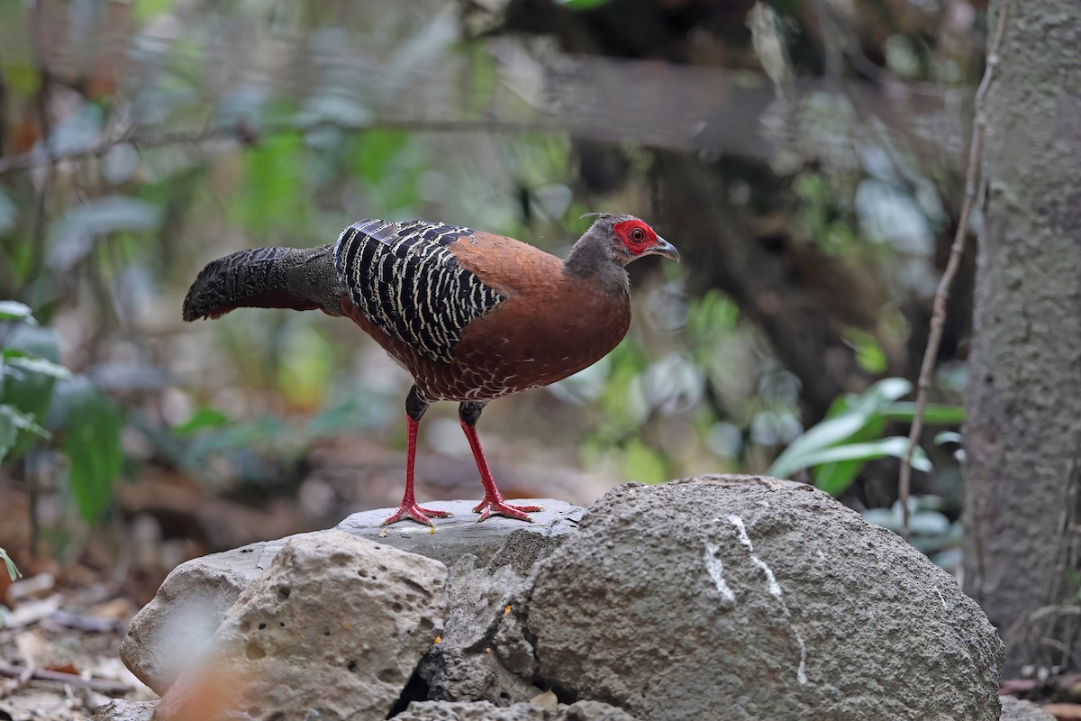 Siamese Fireback - ML642421508