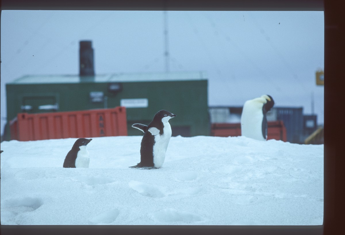 Adelie Penguin - ML642421514