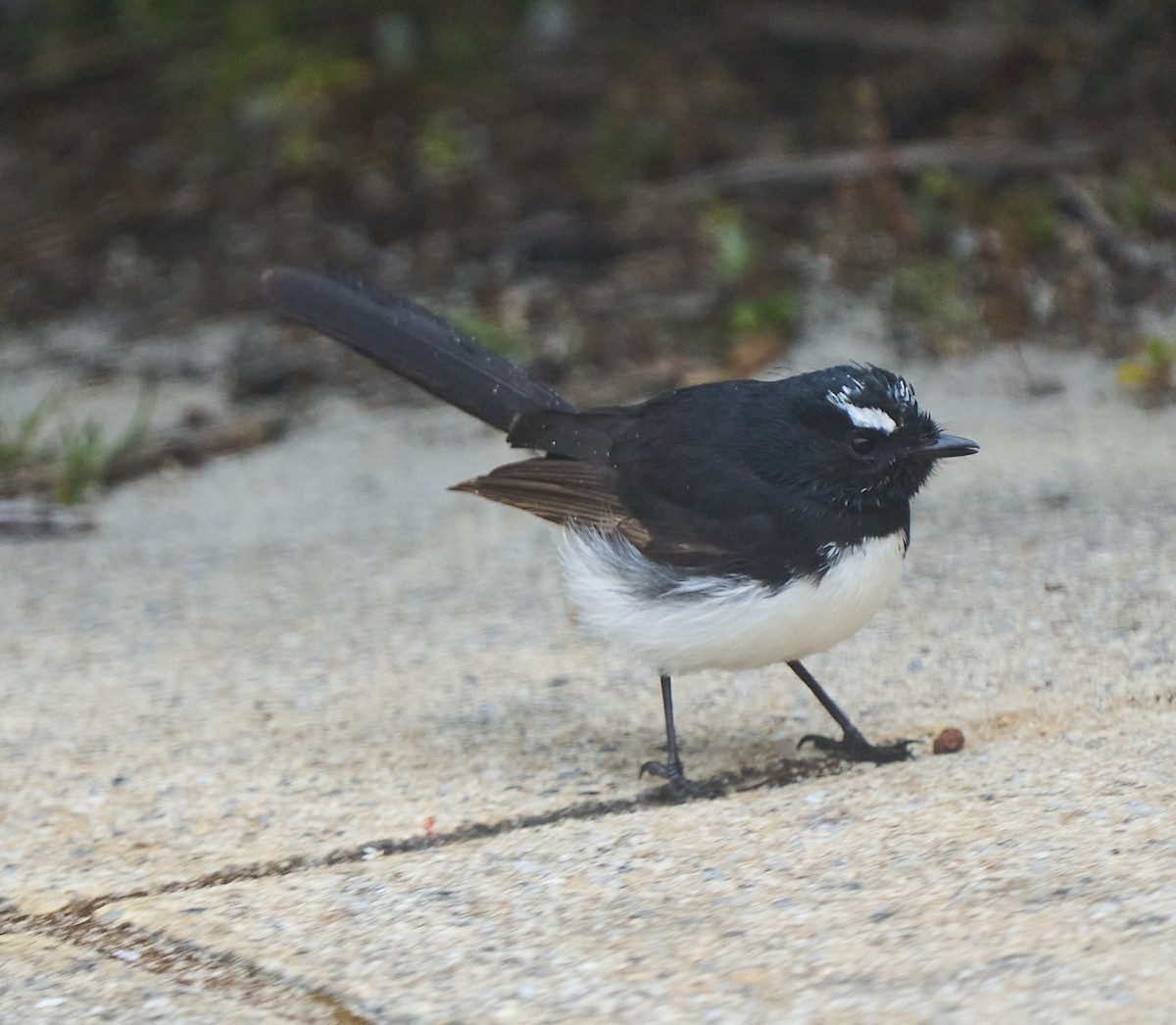Willie-wagtail - ML642421538