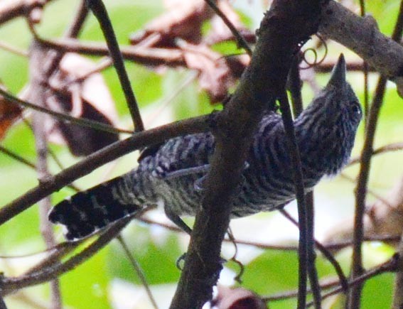 Barred Antshrike - ML642421548