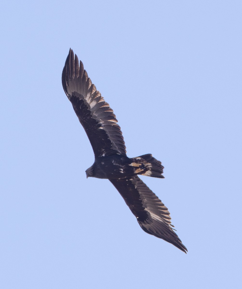 kongeørn - ML642421587