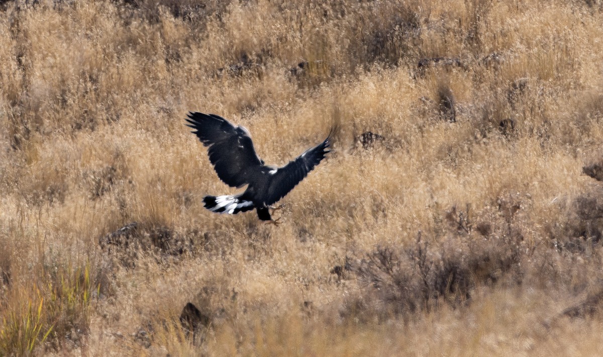 kongeørn - ML642421588