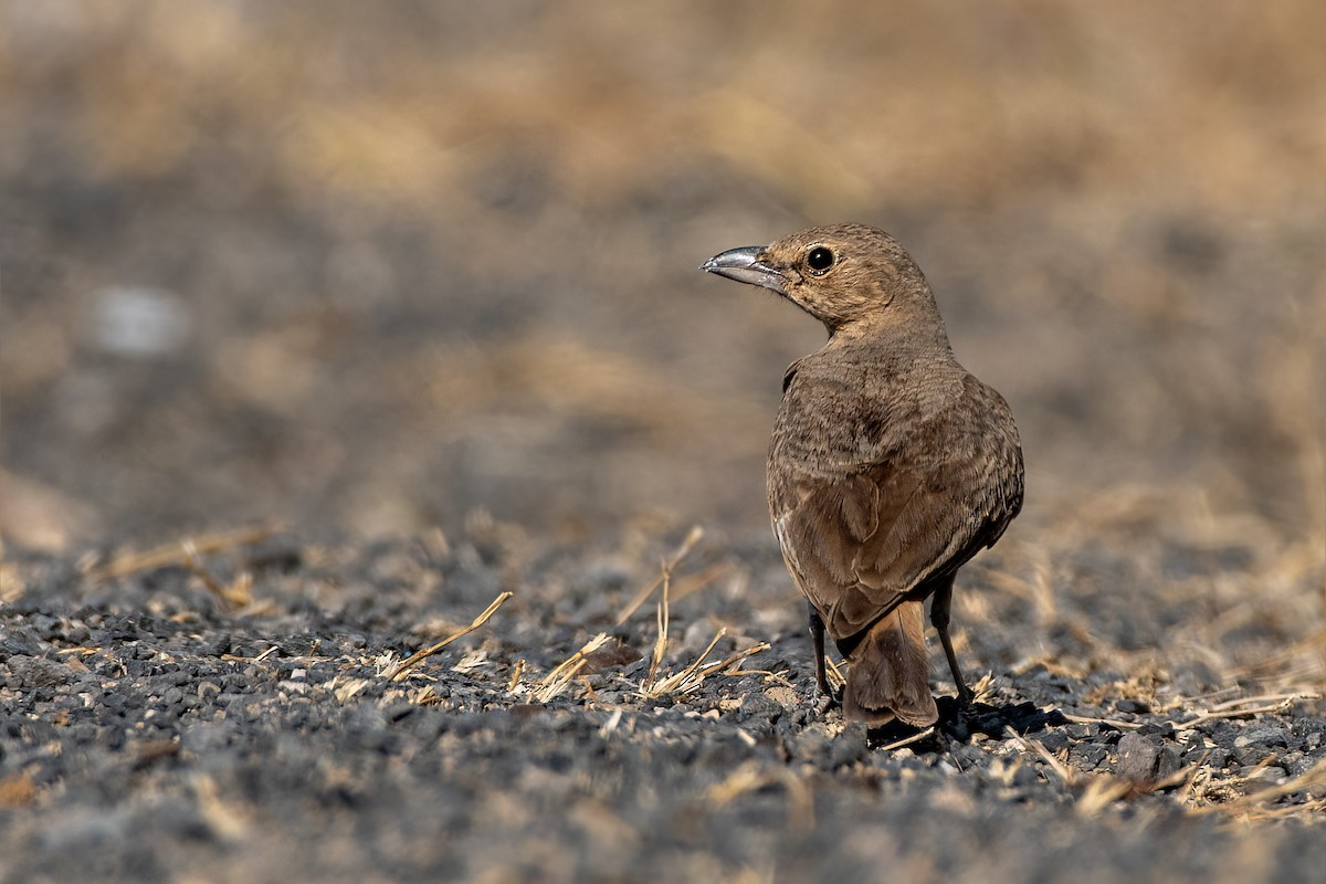 Rufous-tailed Lark - ML642421599