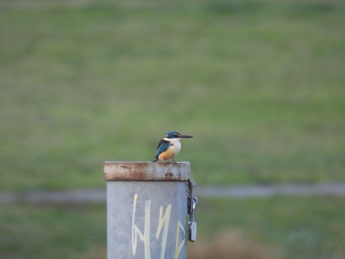 Sacred Kingfisher - ML642421636