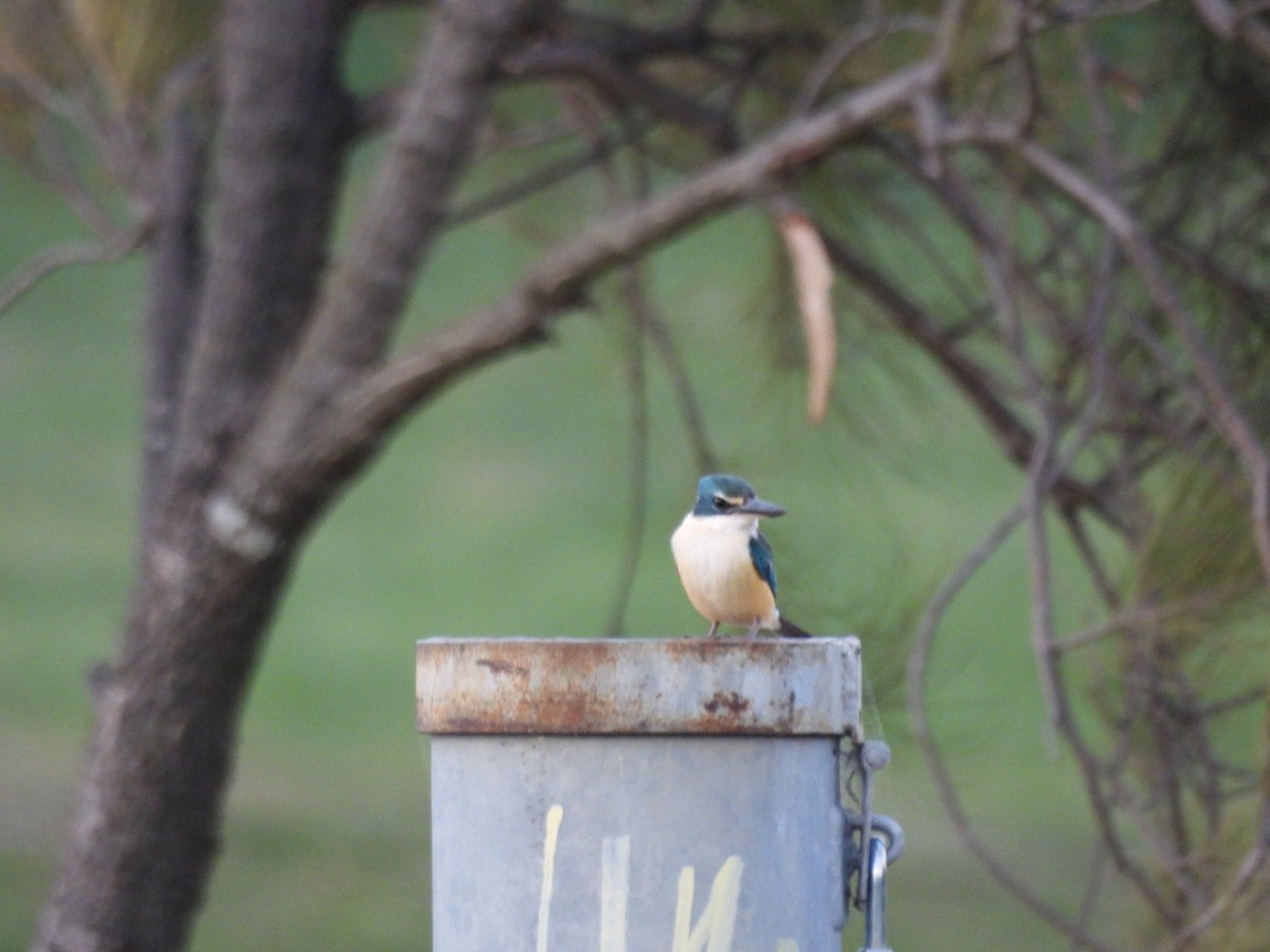Sacred Kingfisher - ML642421637