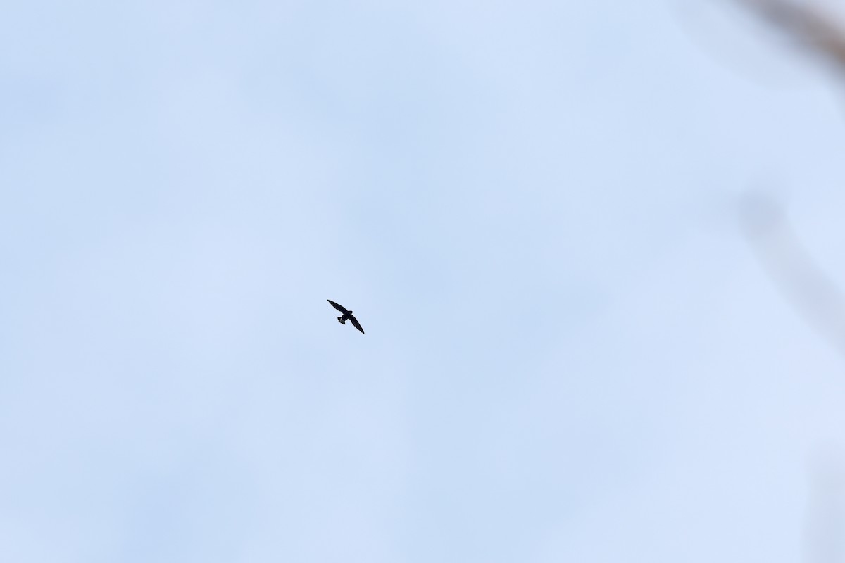 Silver-backed Needletail - ML642421666