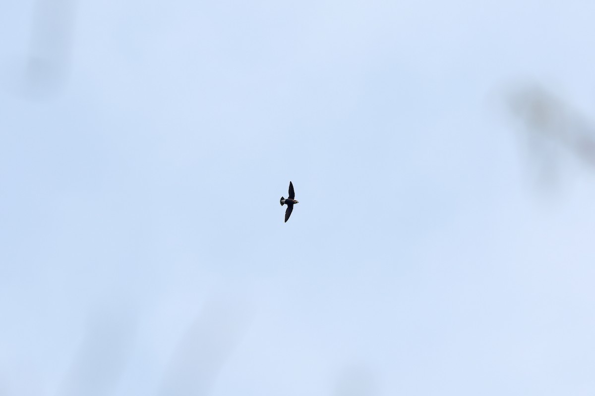 Silver-backed Needletail - ML642421667