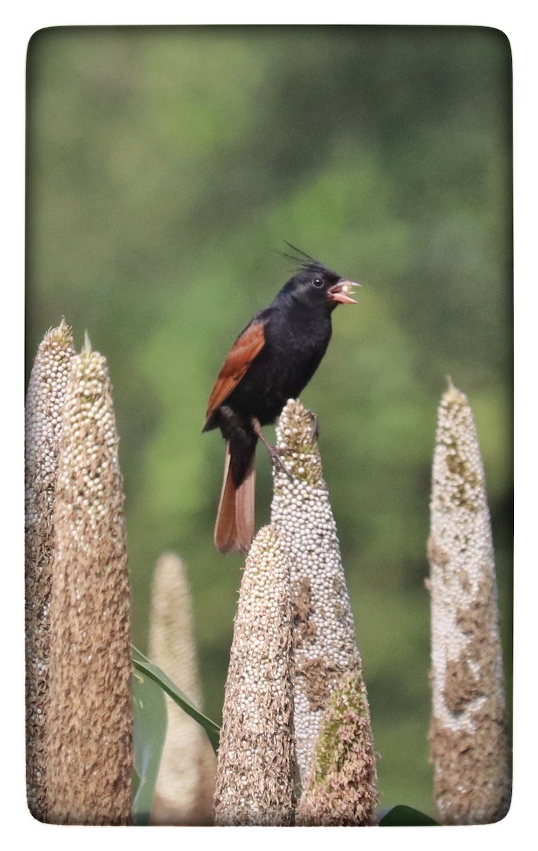 Crested Bunting - ML642421689