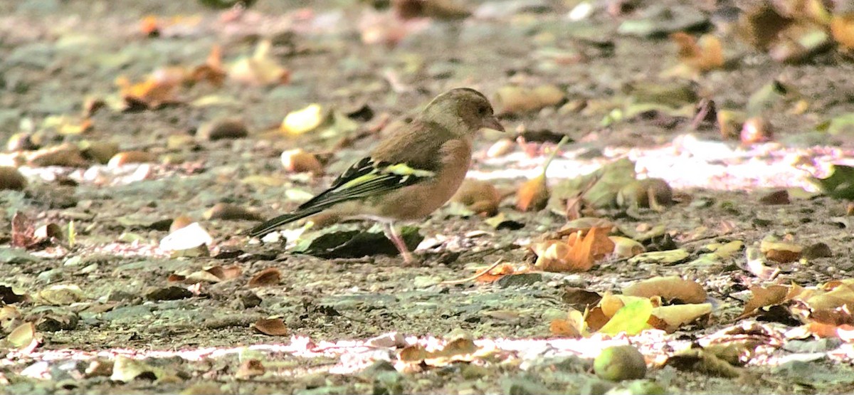 pěnkava obecná - ML642421691