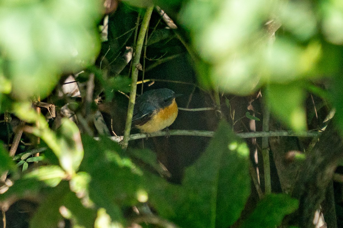 Tickell's Blue Flycatcher - ML642421701