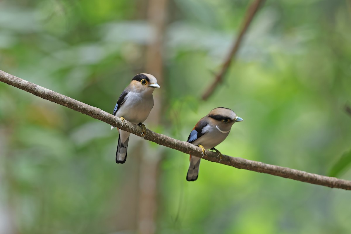 ギンムネヒロハシ - ML642421706