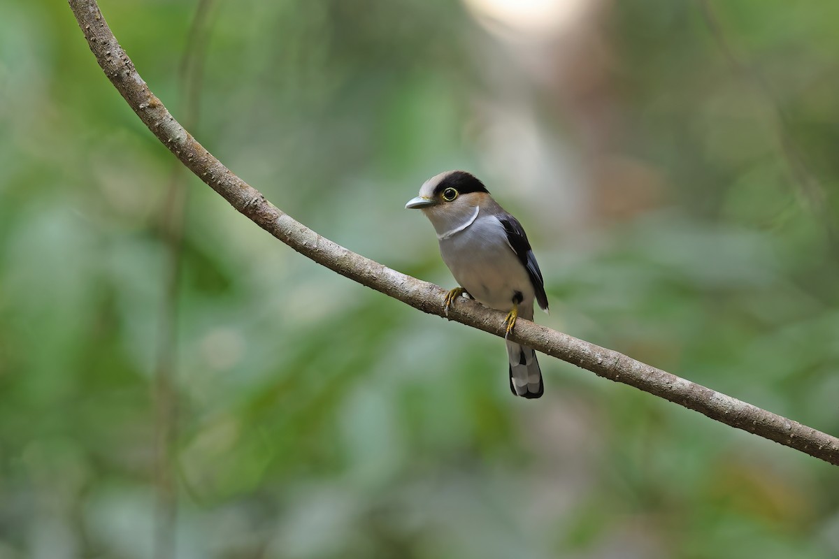 ギンムネヒロハシ - ML642421707