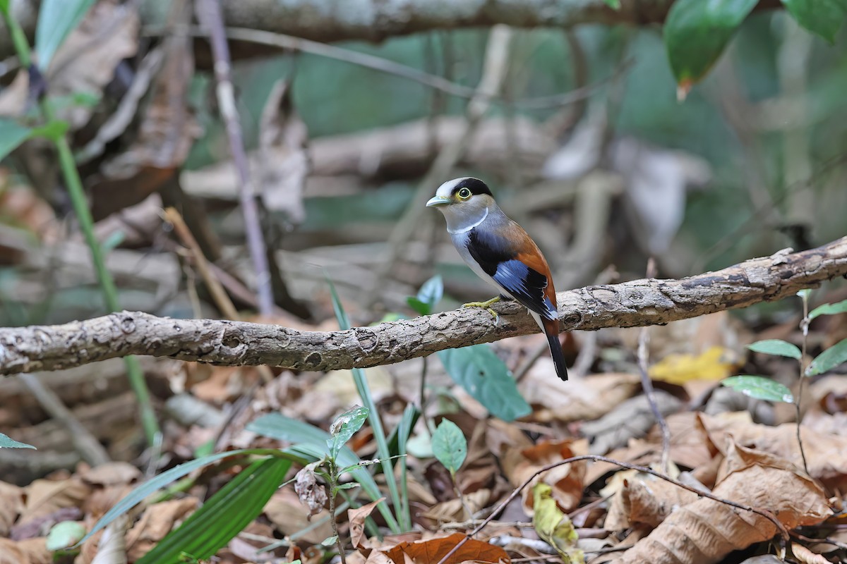 ギンムネヒロハシ - ML642421709