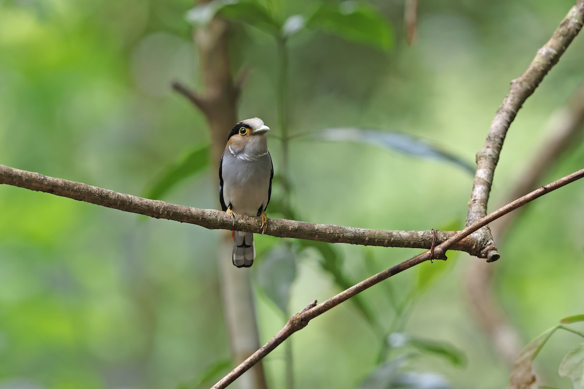 ギンムネヒロハシ - ML642421710