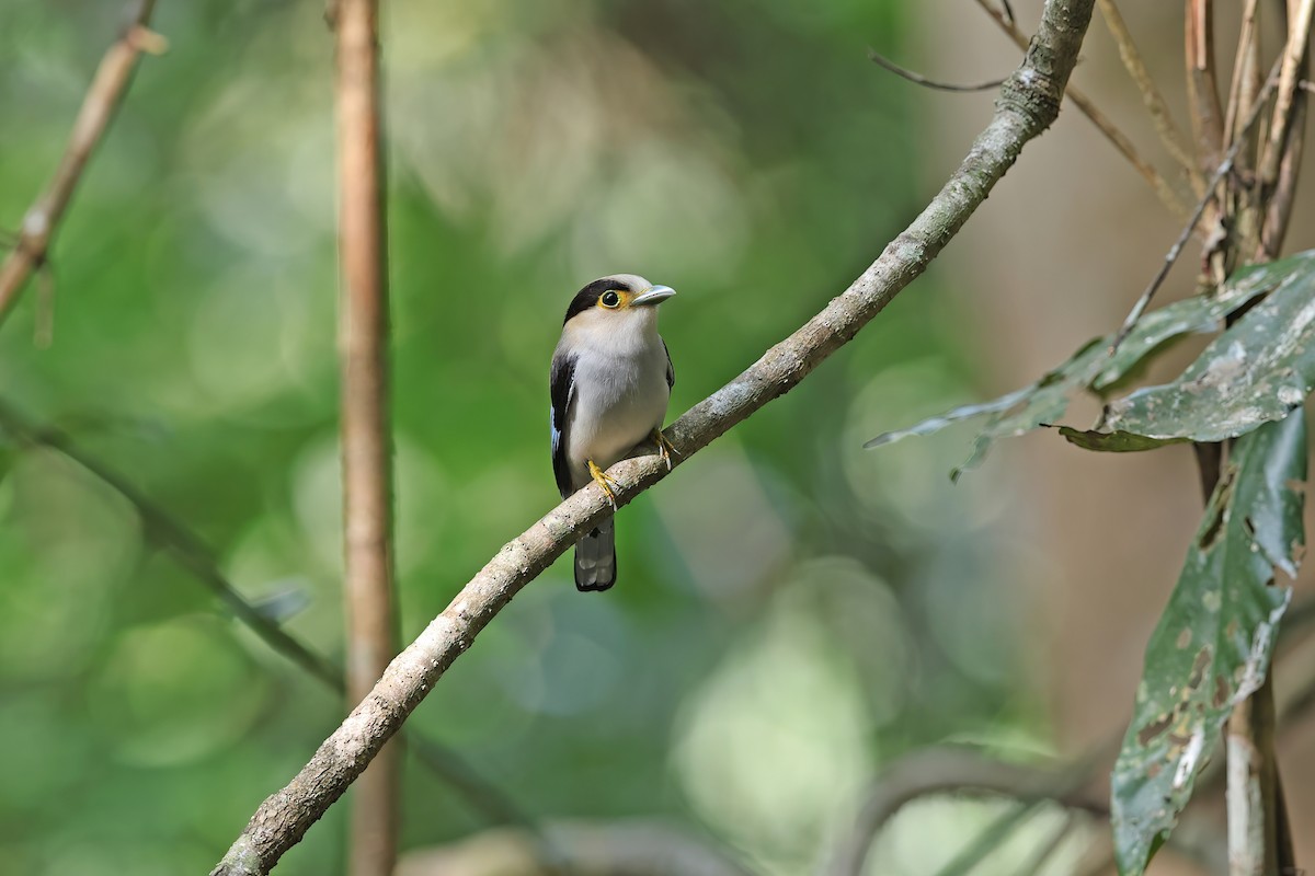 ギンムネヒロハシ - ML642421711