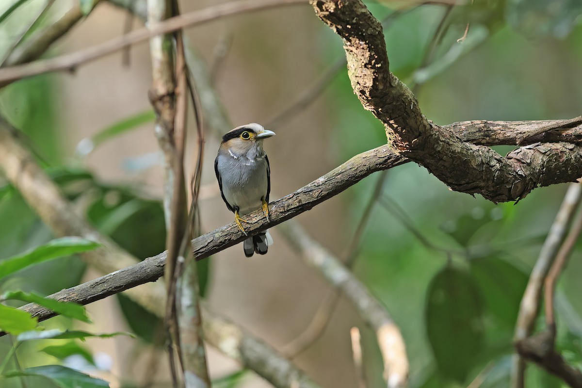 ギンムネヒロハシ - ML642421712