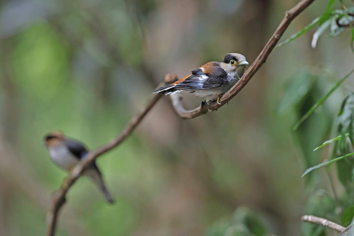 ギンムネヒロハシ - ML642421713