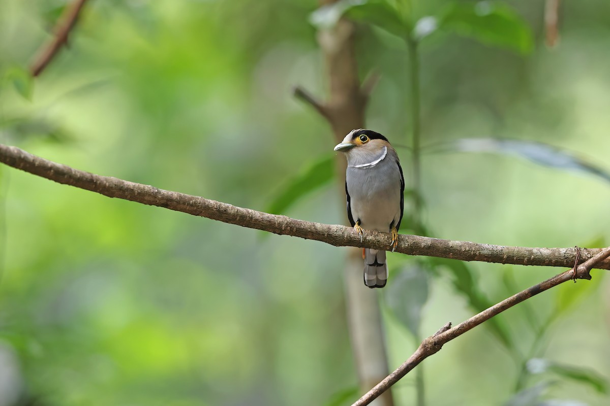 ギンムネヒロハシ - ML642421714